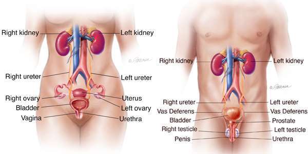 urinska inkontinenca